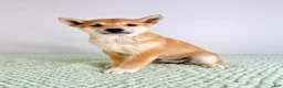 Shiba Inu dogs for sale: Lucy - Ad 2