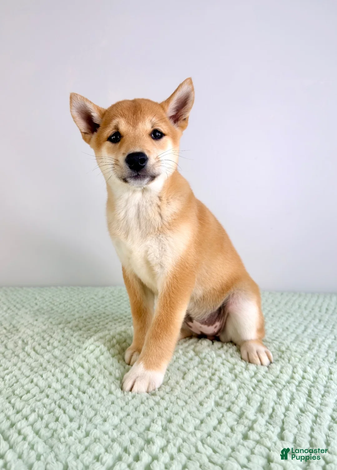 Shiba Inu dogs for sale: Lucy - Ad 2