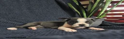 Boston Terrier dogs for sale: Francis - Ad 3
