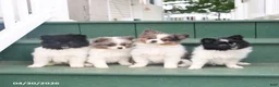 Pomeranian dogs for sale: Tiara - Ad 3