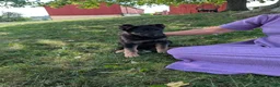 German Shepherd dogs for sale: Dani - Ad 6