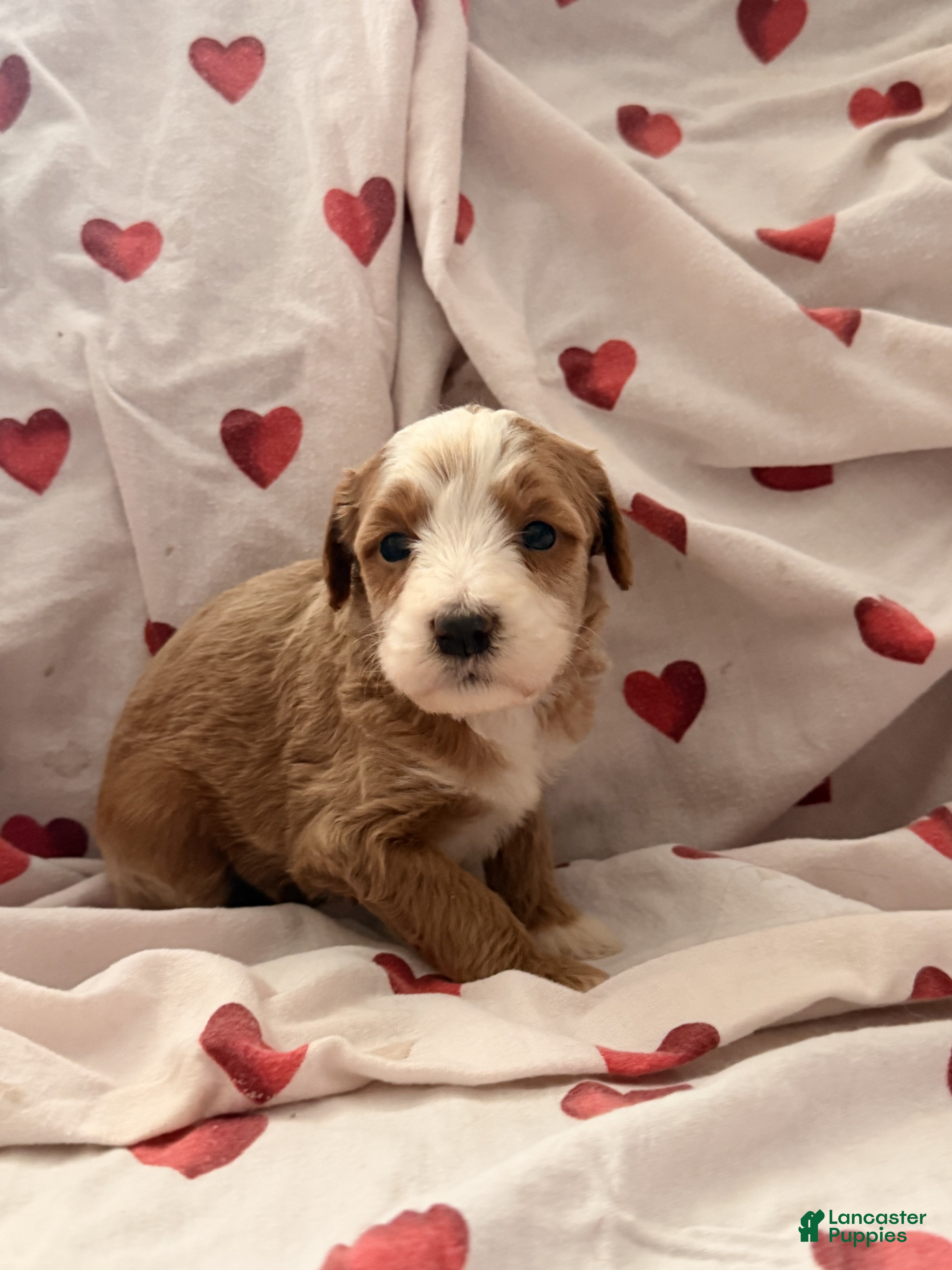 Bernedoodle dogs Clover - Ad 1