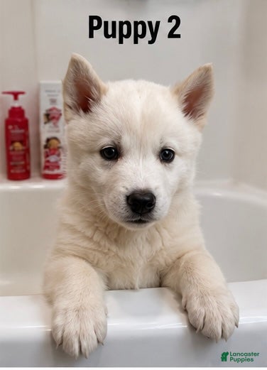 Mixed Breed dogs Mixed Breed 2 - Ad 14