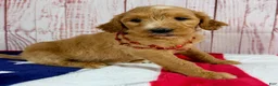 Goldendoodle dogs for sale: Daisy - Ad 2