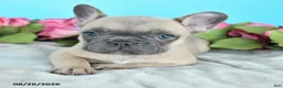 French Bulldog dogs for sale: Rascal - Ad 3
