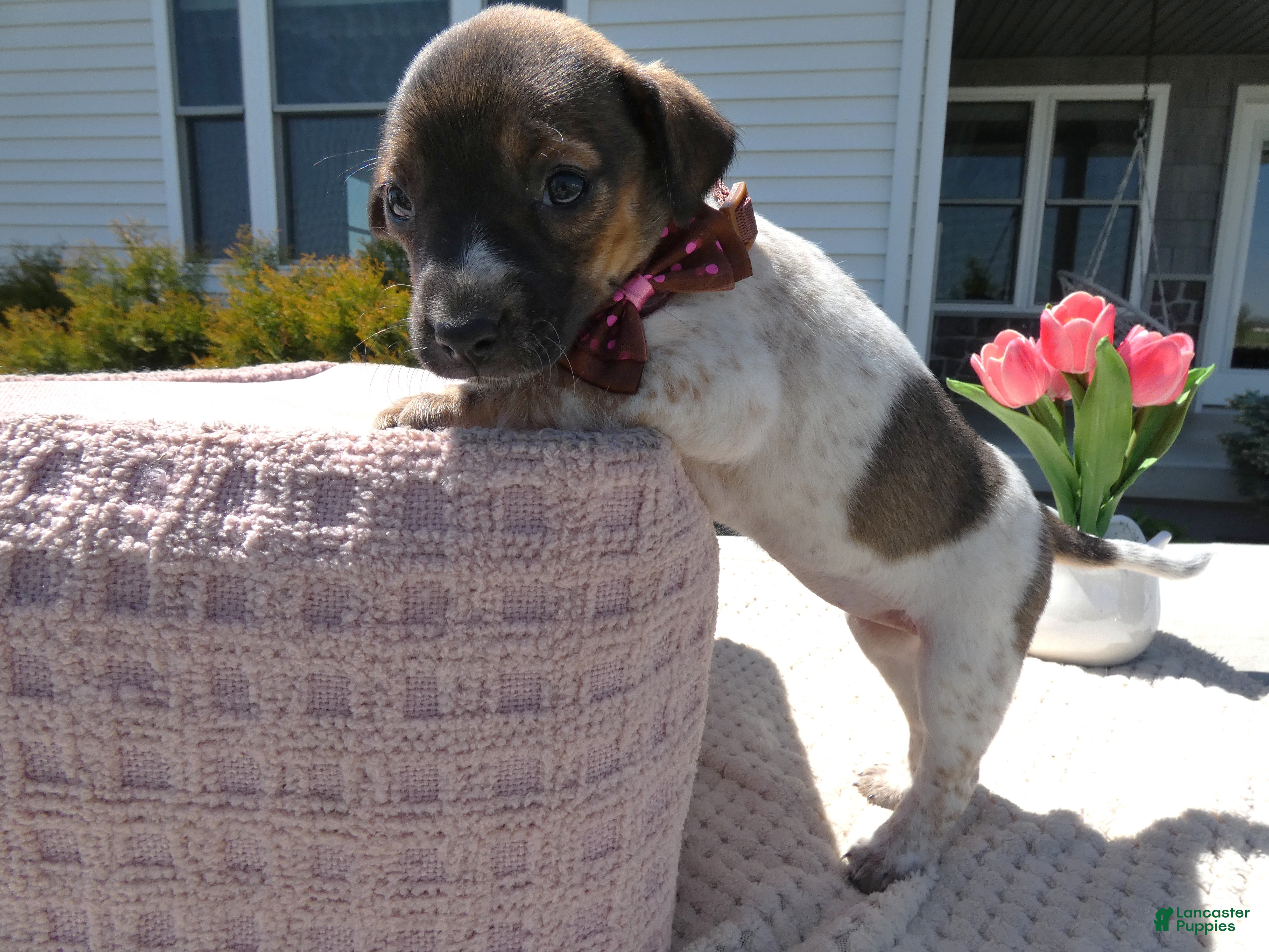 Jack Russell Terrier dogs Jack Russell Terrier Puppy 3 Sandy - Ad 27