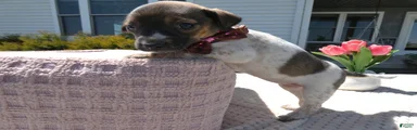 Jack Russell Terrier Puppy 3 Sandy