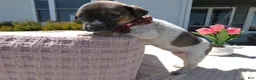 Jack Russell Terrier dogs for sale: Jack Russell Terrier Puppy 3 Sandy - Ad 1