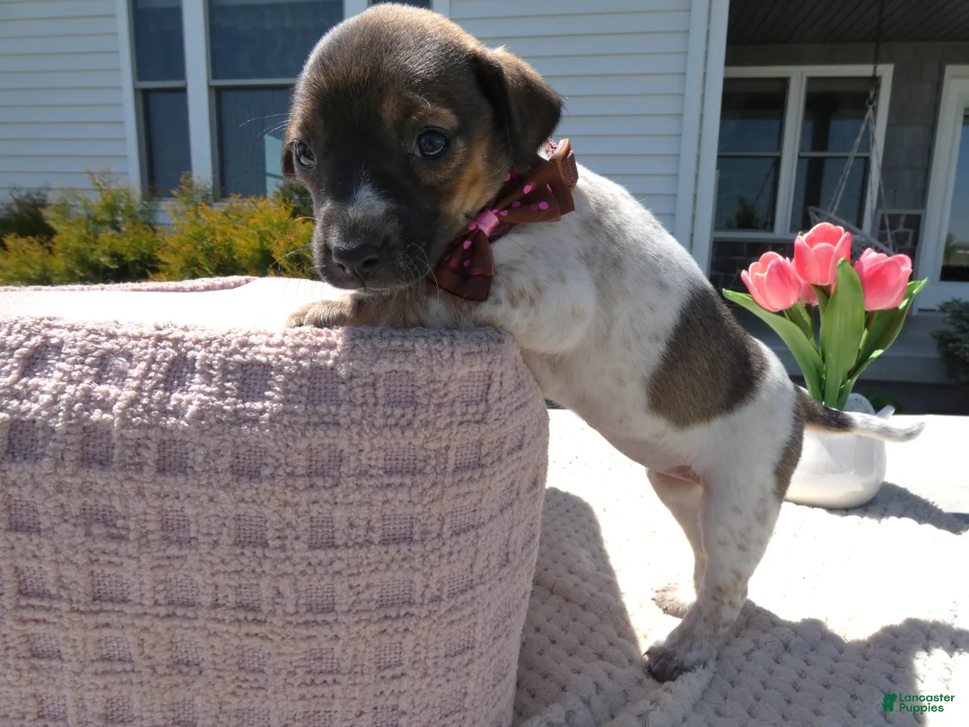 Jack Russell Terrier dogs for sale: Jack Russell Terrier Puppy 3 Sandy - Ad 1