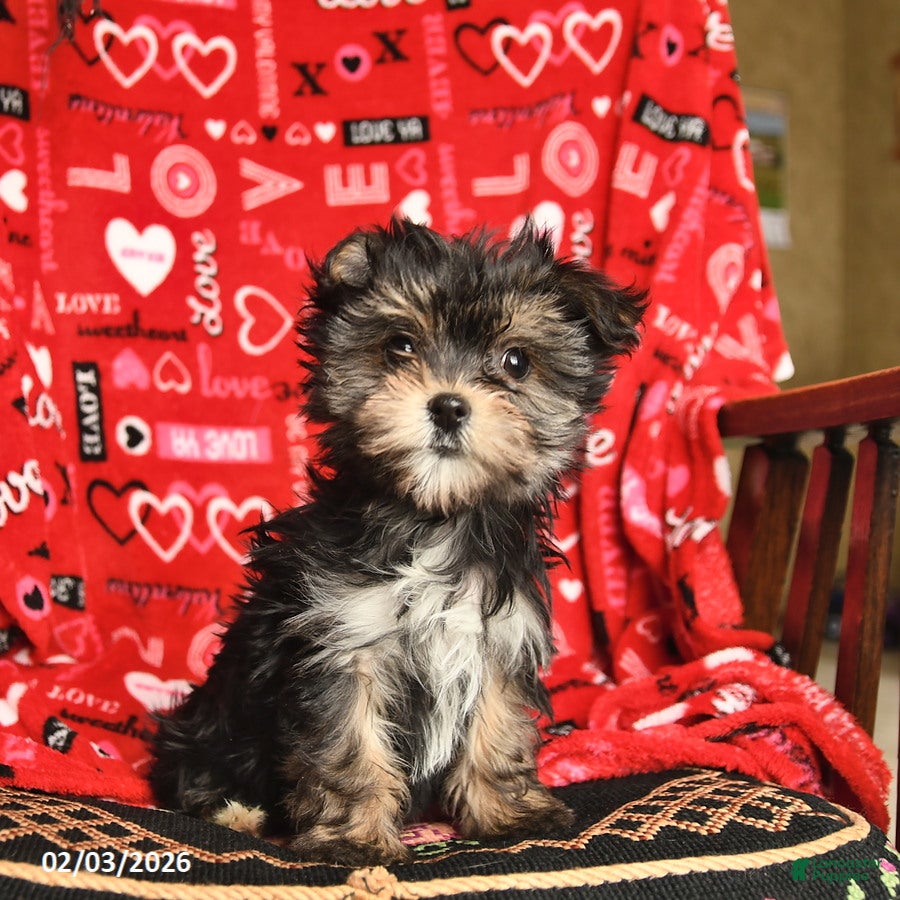Morkie dogs Martha  - Ad 4