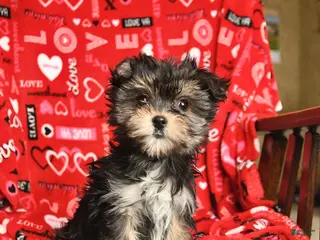 Morkie dogs Martha - Ad 4