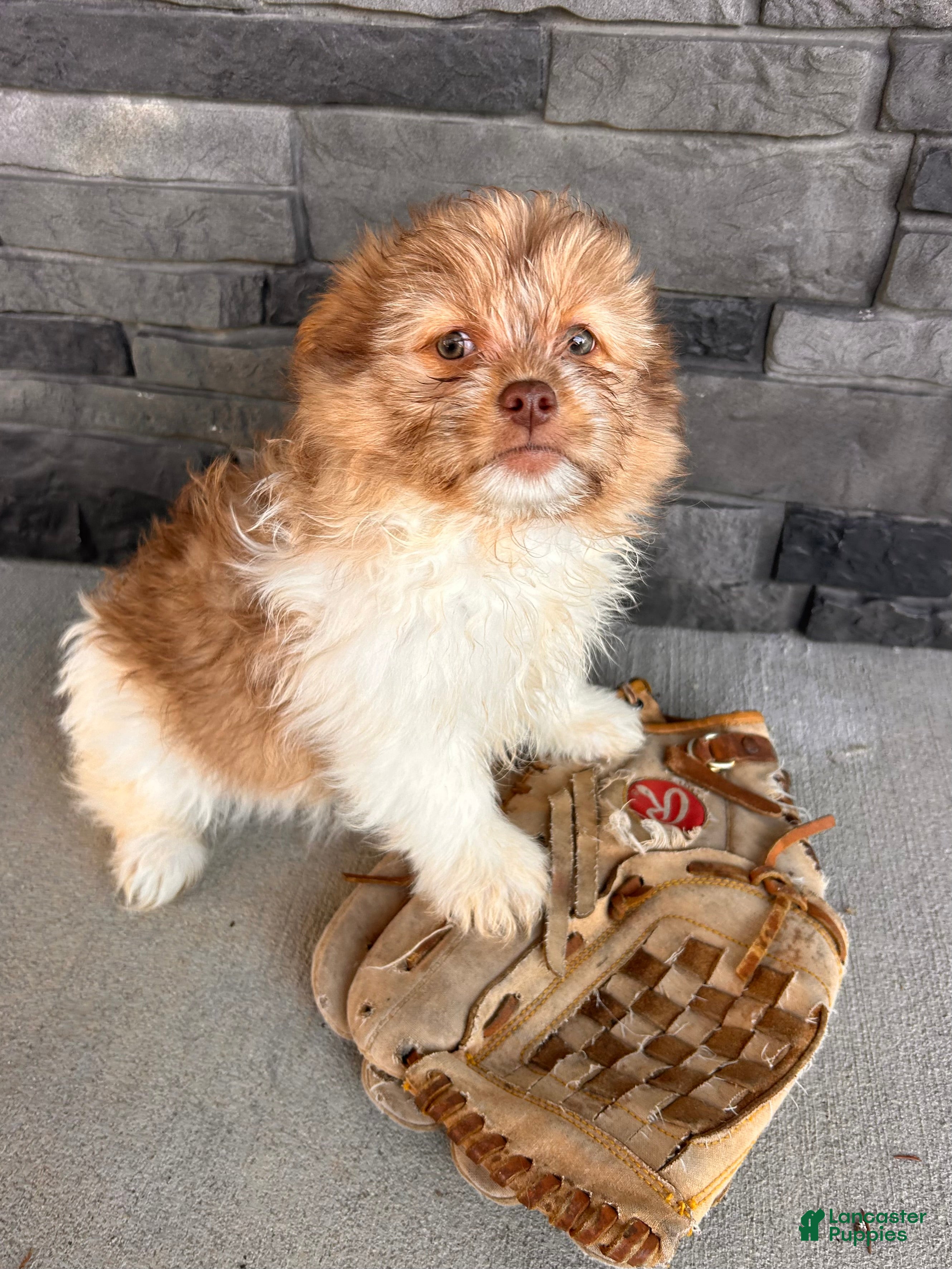 Mixed Breed dogs Gus - Ad 2