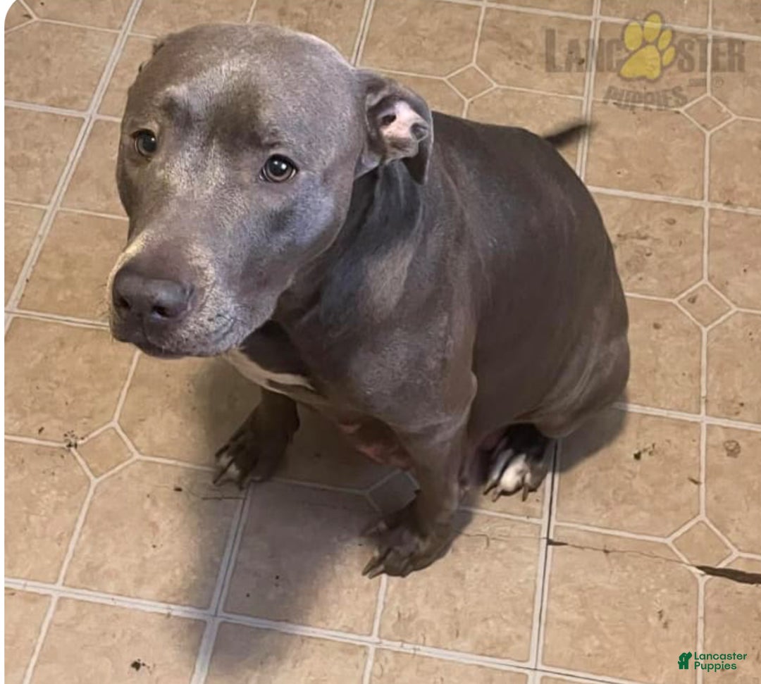 Mixed Breed dogs for sale: Mixed Breed Puppy 1 - Ad 5