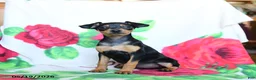 Miniature Pinscher dogs for sale: Eva - Ad 1
