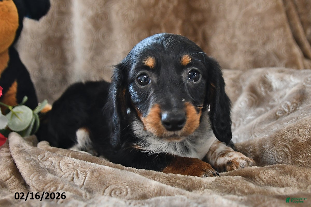 Miniature Dachshund dogs Poppy - Ad 1