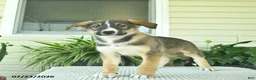 Mixed Breed dogs for sale: Ranger  - Ad 2