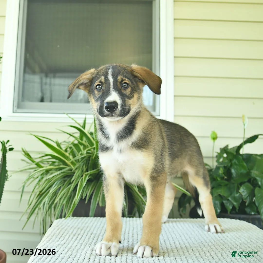 Mixed Breed dogs for sale: Ranger  - Ad 2