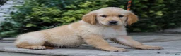 Golden Retriever dogs for sale: Arlo ACA Golden Retriever Pup - Ad 3