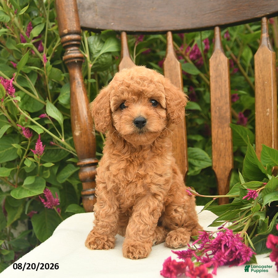 Toy Poodle dogs for sale: Lily  - Ad 4