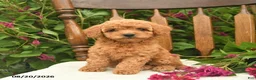 Toy Poodle dogs for sale: Lily  - Ad 1