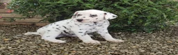 Dalmatian dogs for sale: Sparkey - Ad 4
