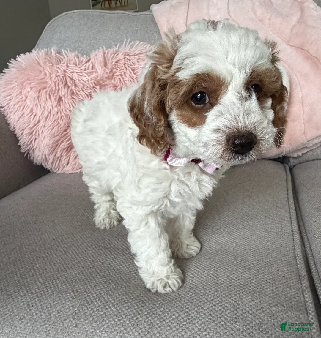 Mini Goldendoodle dogs for sale: Ellie - Ad 2