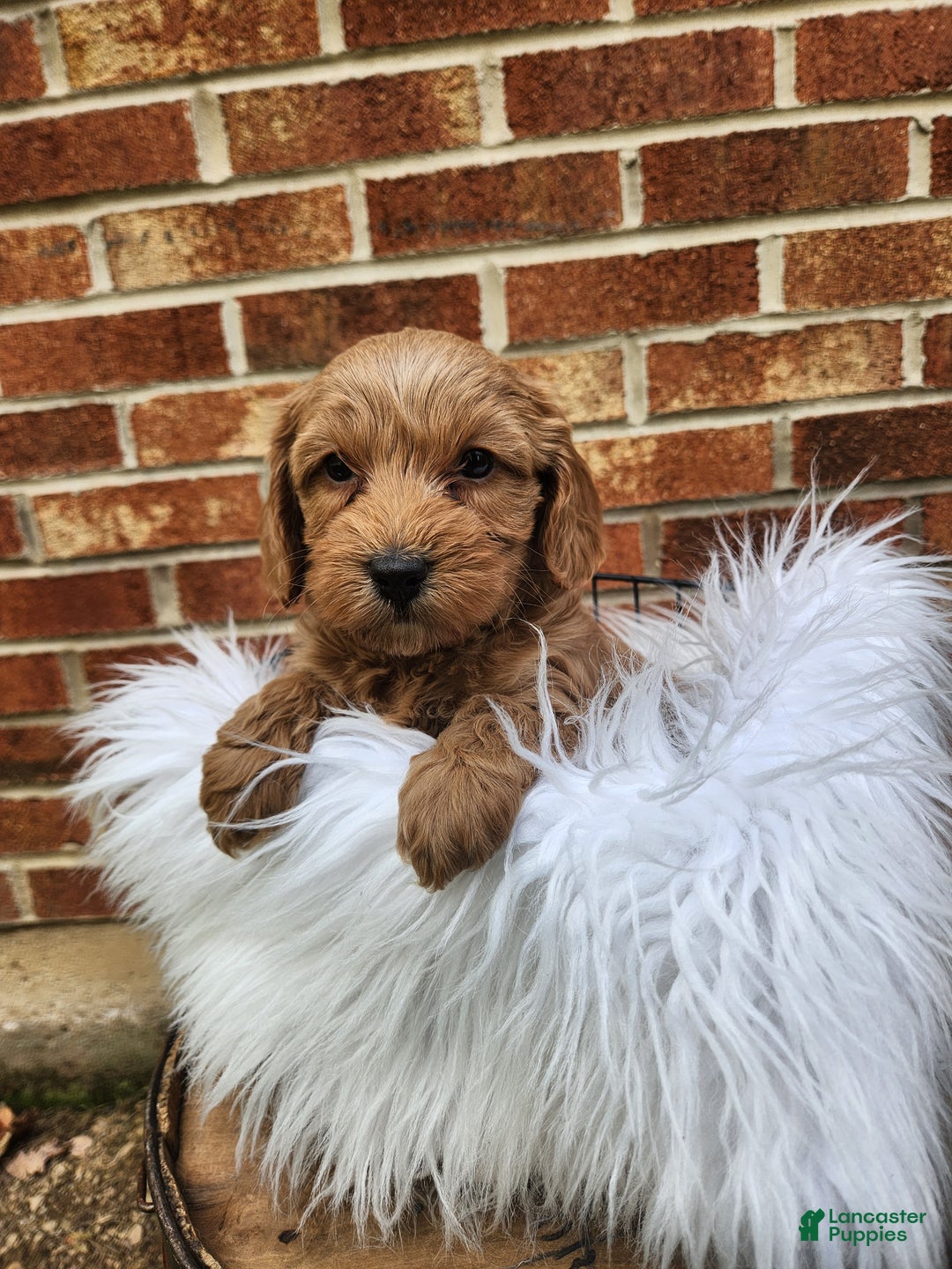 Mini Goldendoodle dogs for sale: JESSA - MINI GOLDENDOODLE LOVELY PUPPY (RICHLAND, PA) - F1BB - Ad 6