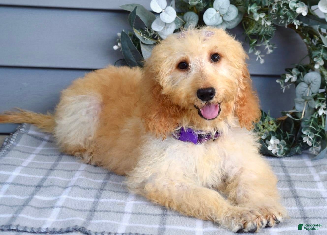 Goldendoodle dogs Millie - Ad 2