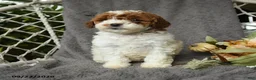 Goldendoodle dogs for sale: Gertie - Ad 4