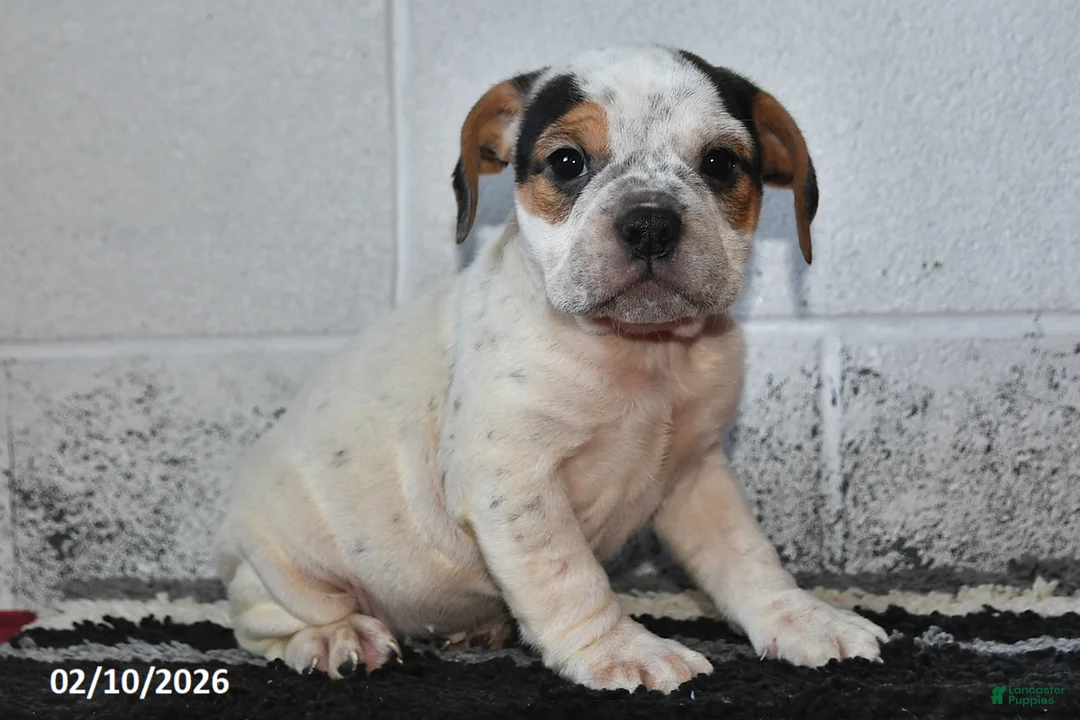 Beabull dogs for sale: Dixie - Ad 3