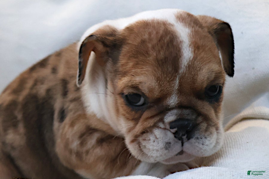 English Bulldog dogs for sale: Alexis - Ad 2