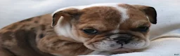 English Bulldog dogs for sale: Alexis - Ad 1