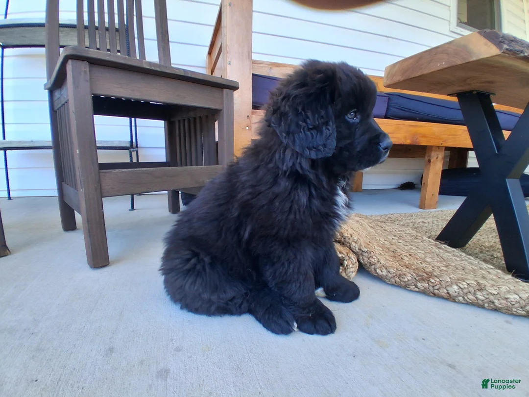 Mixed Breed dogs for sale: Rubble - Ad 2