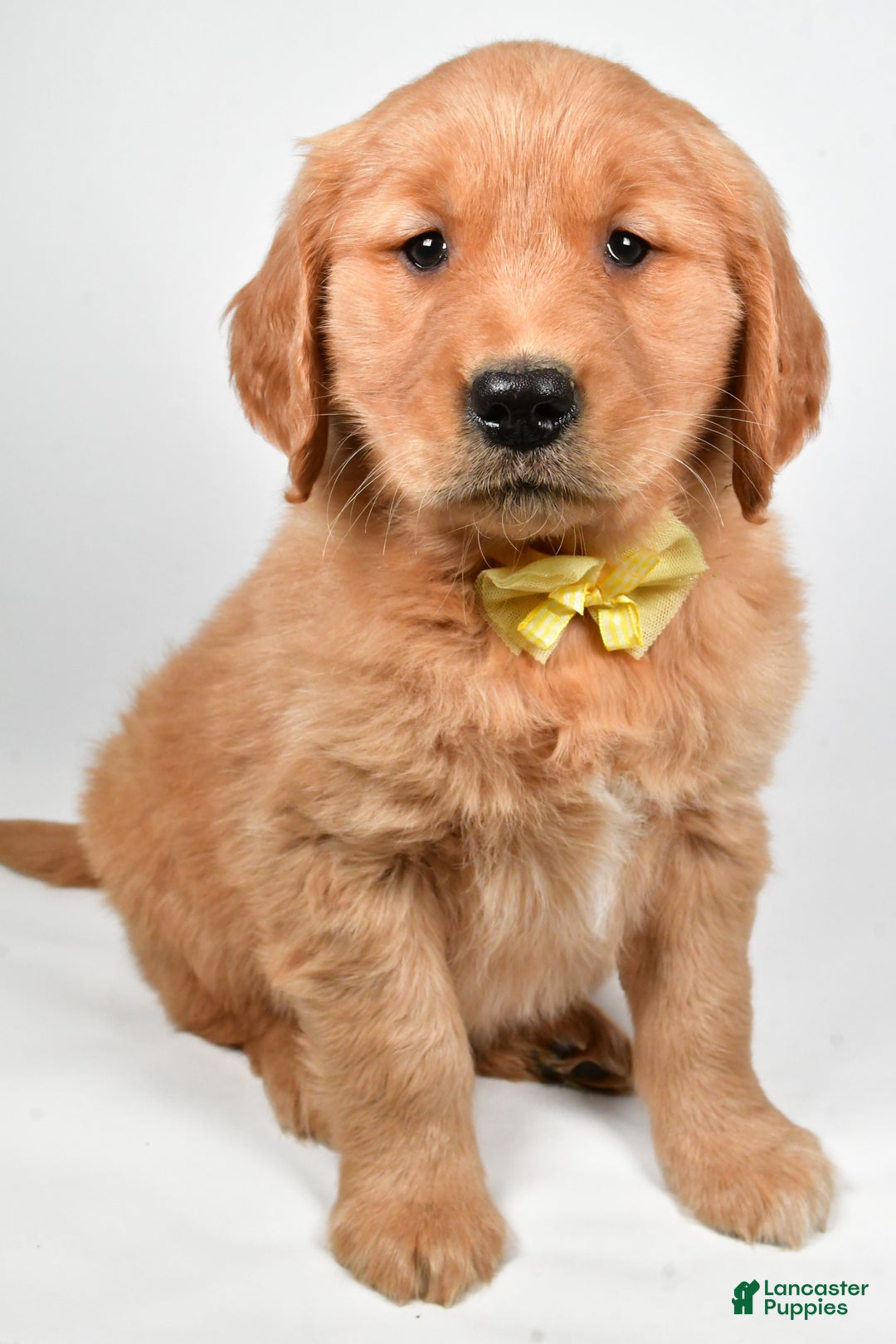 Golden Retriever dogs for sale: Leo - Ad 1