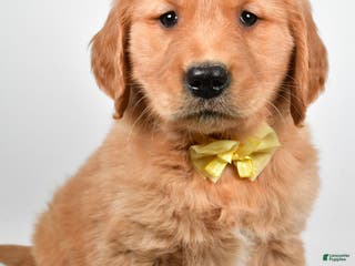 Golden Retriever dogs Leo - Ad 36