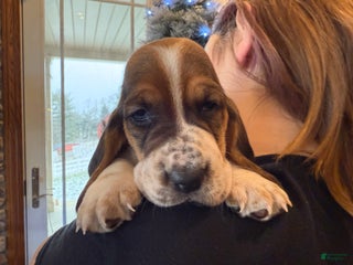 Basset Hound dogs Cindy - Ad 10