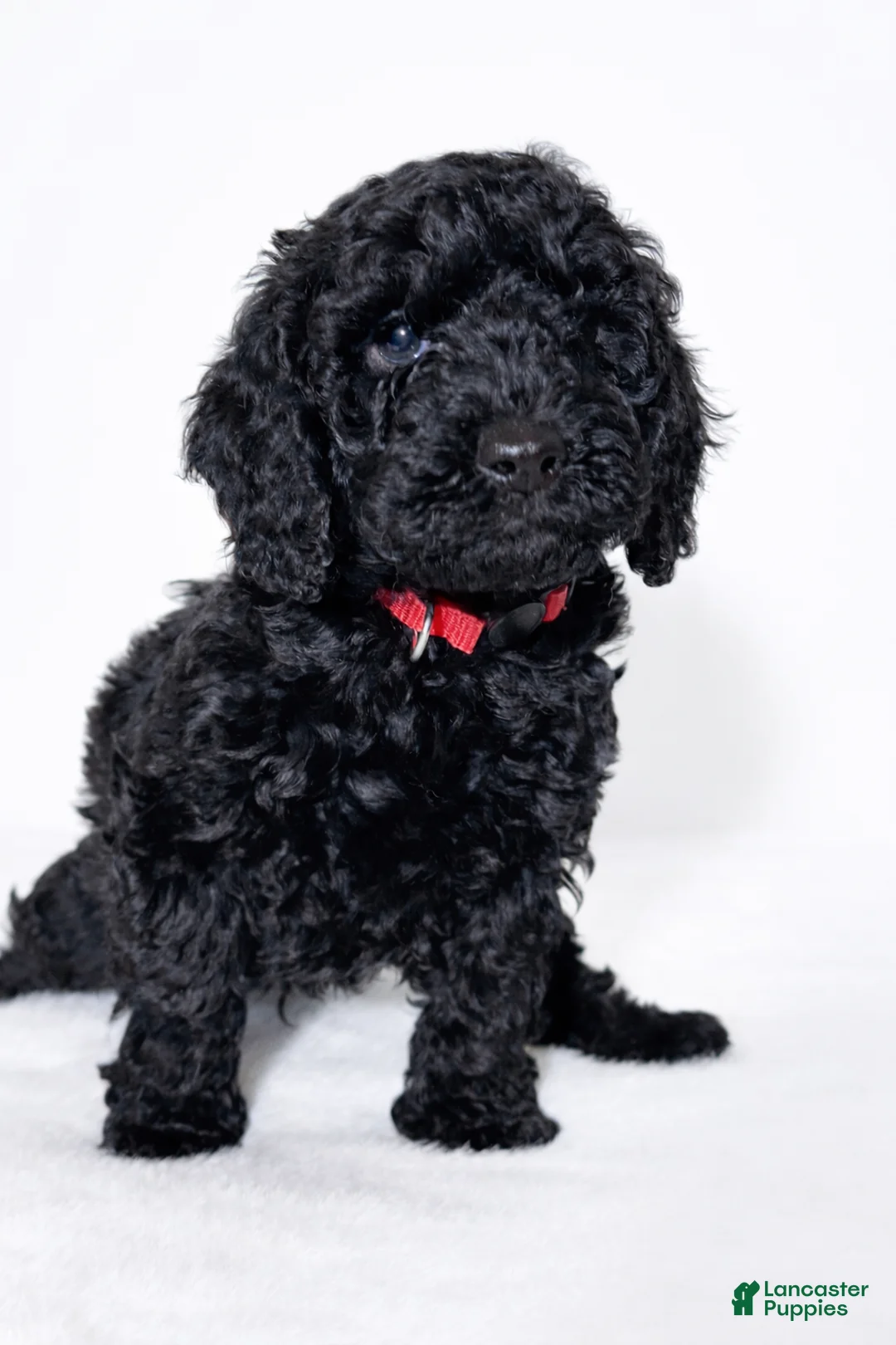 Goldendoodle dogs for sale: Black Mini Goldendoodle Male - Ad 2