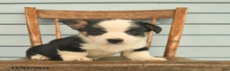 Welsh Corgi Pembroke dogs for sale: Scout  - Ad 3