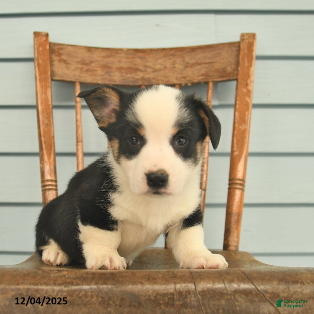 Welsh Corgi Pembroke dogs for sale: Scout  - Ad 3