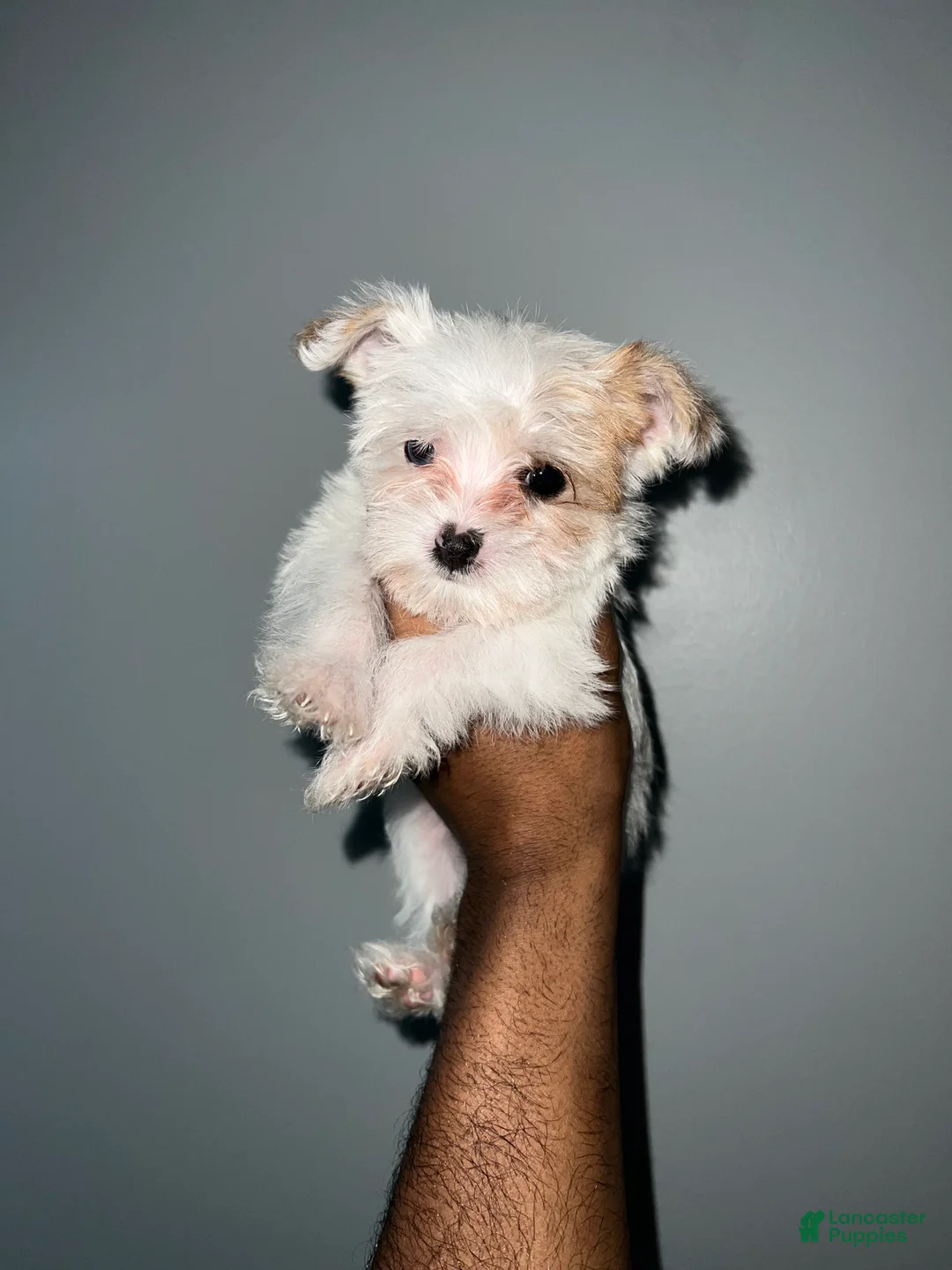 Yorkshire Terrier dogs for sale: Celine - Ad 4