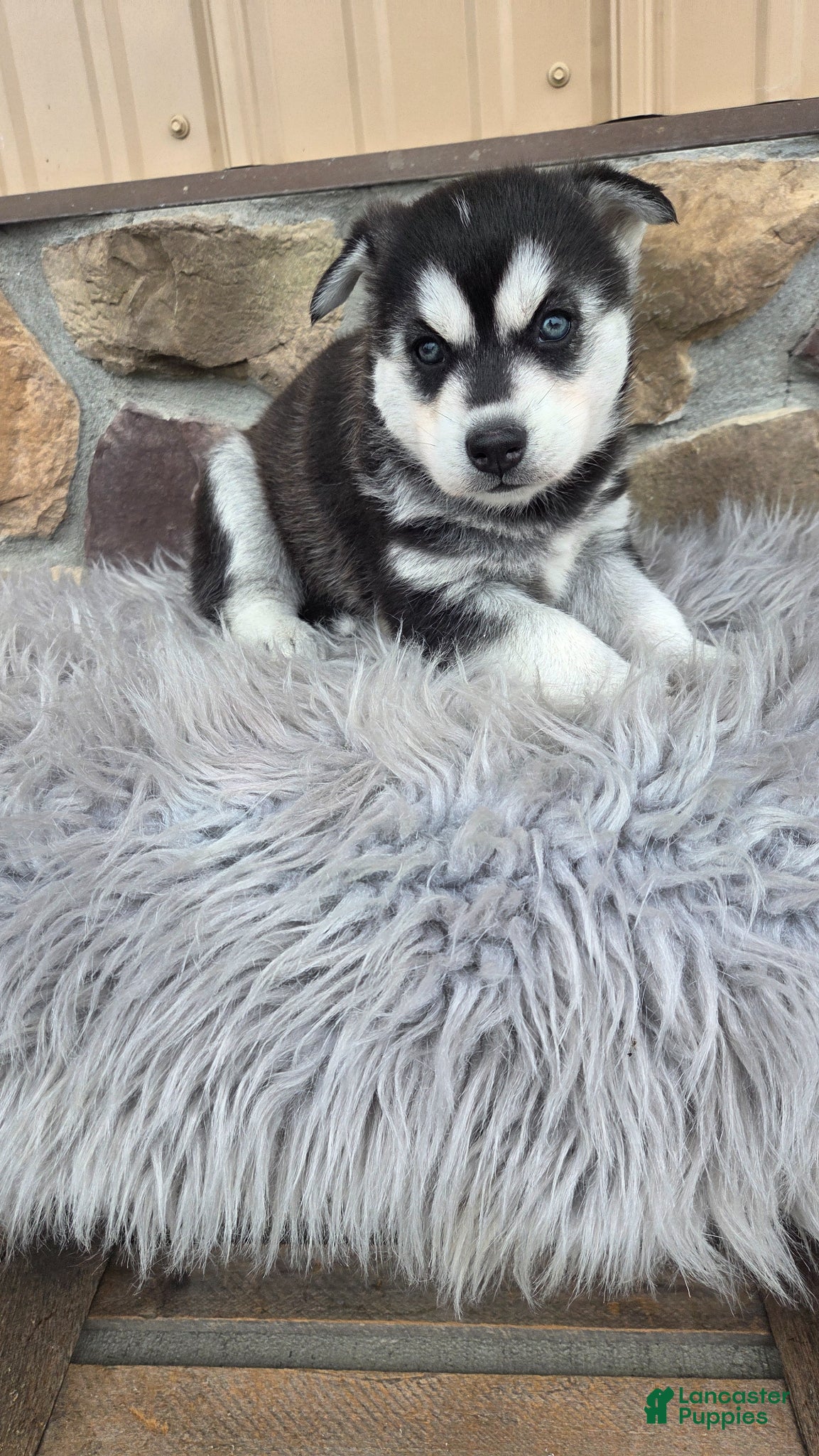 Siberian Husky dogs for sale: Callie - Ad 3
