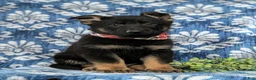 German Shepherd dogs for sale: Cassidy - Ad 5