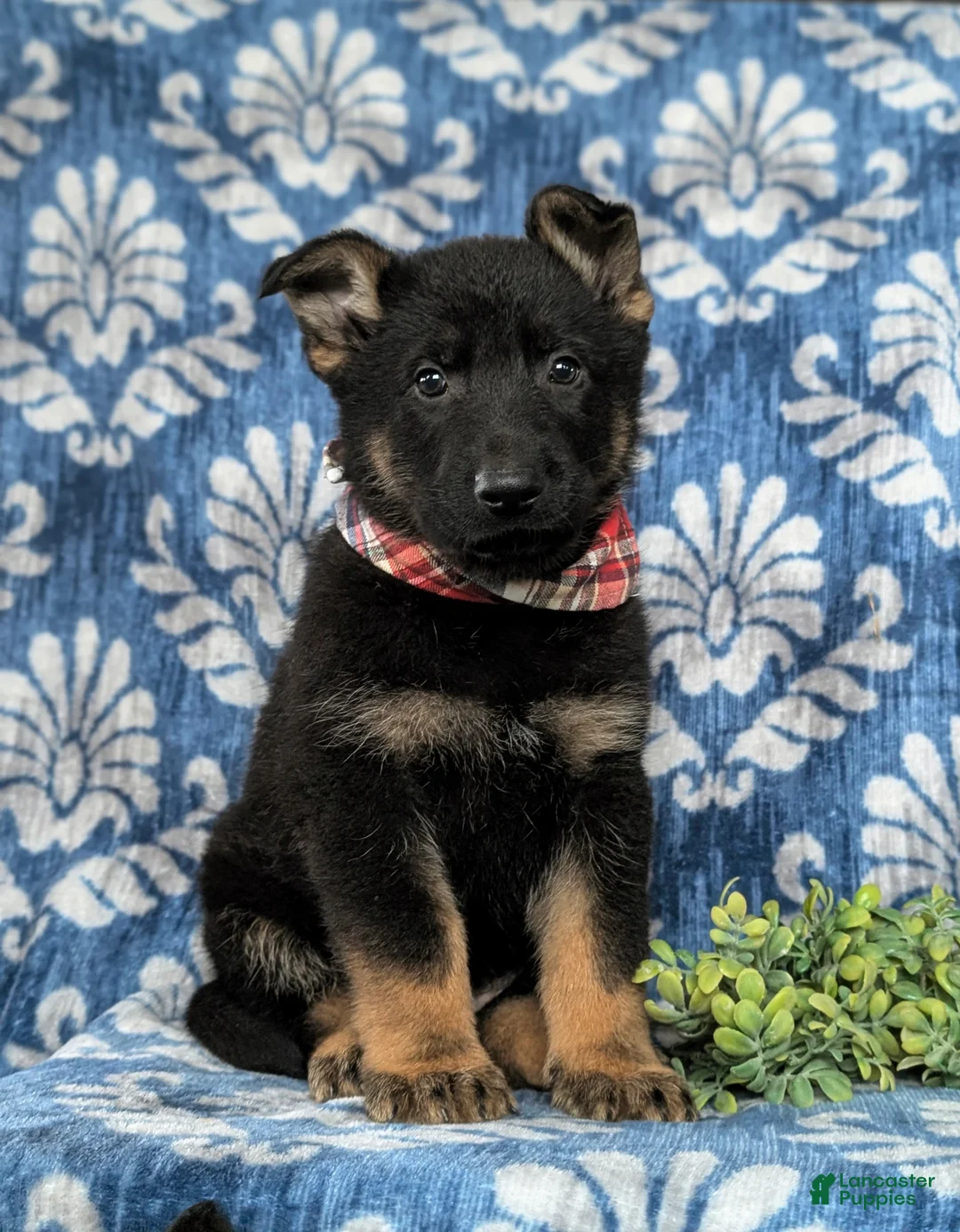 German Shepherd dogs for sale: Cassidy - Ad 5