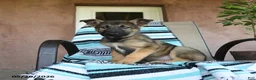 German Shepherd dogs for sale: Gerry - Ad 3