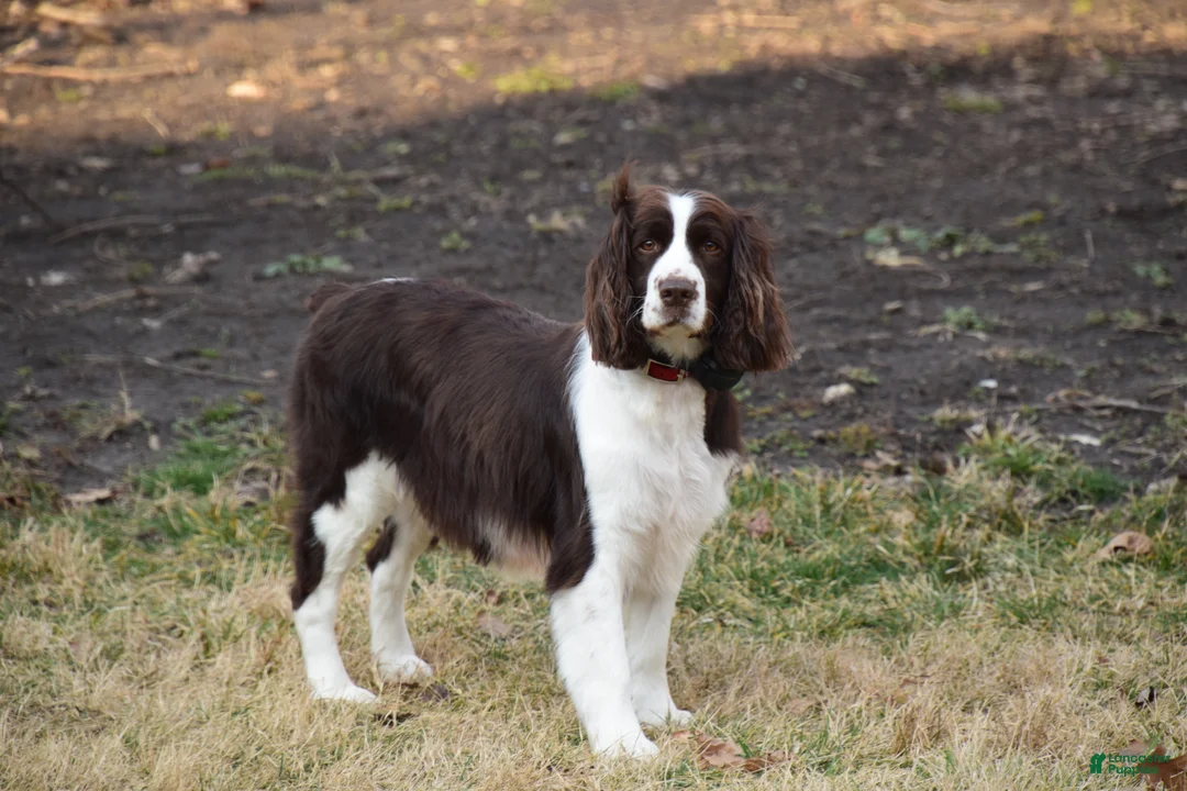 English Springer Spaniel dogs for sale: Zinc - Ad 5