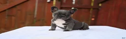 French Bulldog dogs for sale: French Bulldog 2 - Ad 13