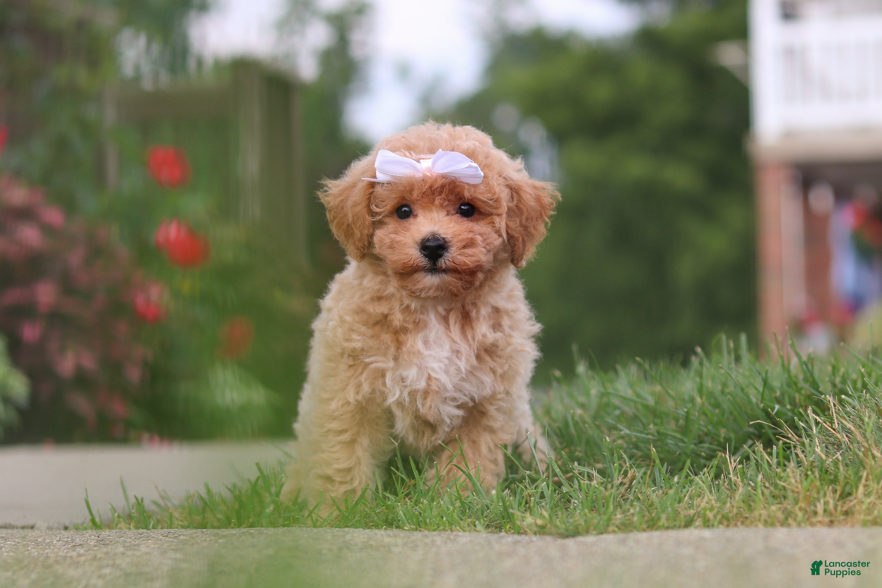 Bichpoo dogs Mia - Ad 2