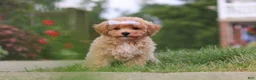 Bichpoo dogs for sale: Mia - Ad 2
