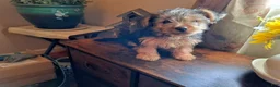 Shorkie dogs for sale: Lil Chris - Ad 9