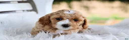 Mixed Breed dogs for sale: Khloe - Ad 3